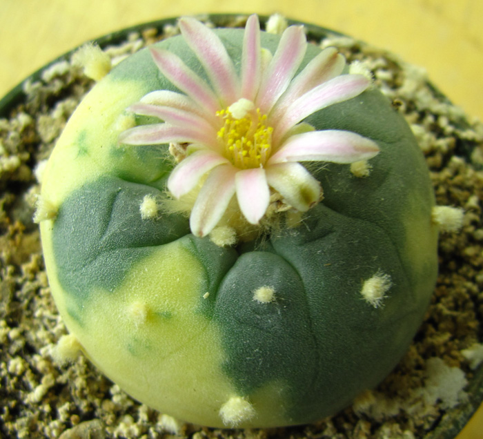 Lophophora Williamsii var. decipiens variegated